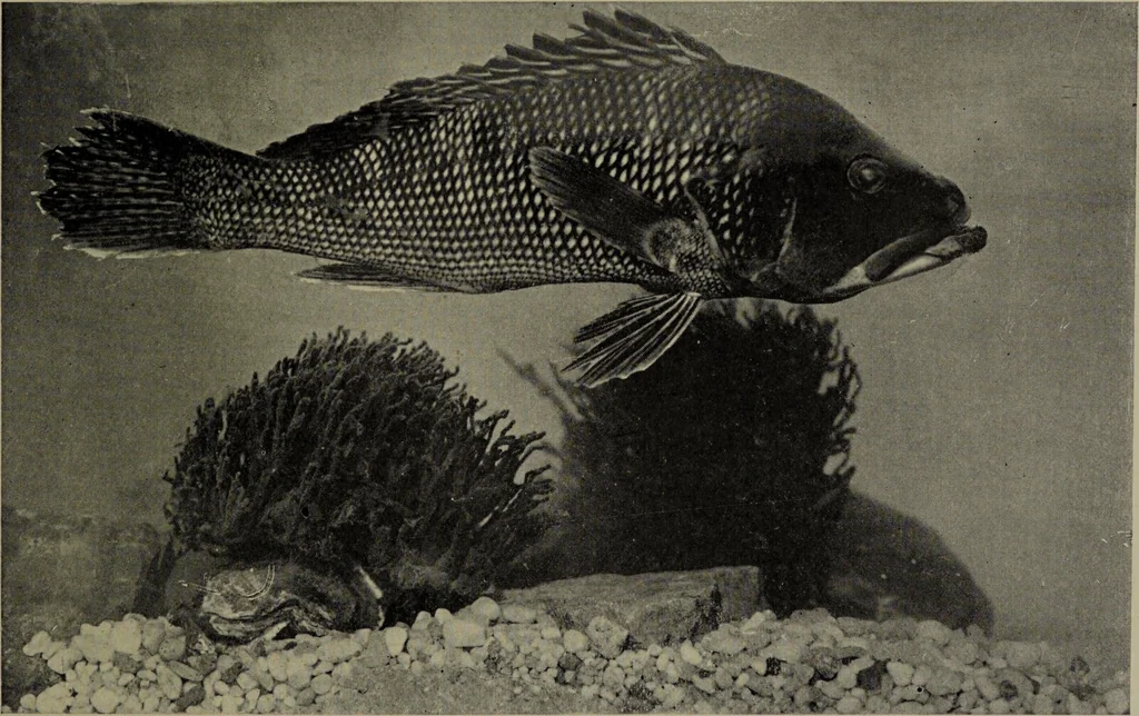 An illustration from American food and game fishes : A popular account of all the species found in America north of the equator / with keys for ready identification, life histories and methods of capture, by David Starr Jordan and Barton Warren Evermann, illustrated with colored plates and text drawings, and with photographs from life by A. Radclyffe Dugmore., 1902, leaf 539