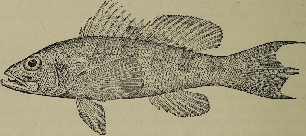 An illustration from American food and game fishes : A popular account of all the species found in America north of the equator / with keys for ready identification, life histories and methods of capture, by David Starr Jordan and Barton Warren Evermann, illustrated with colored plates and text drawings, and with photographs from life by A. Radclyffe Dugmore., 1902, leaf 542