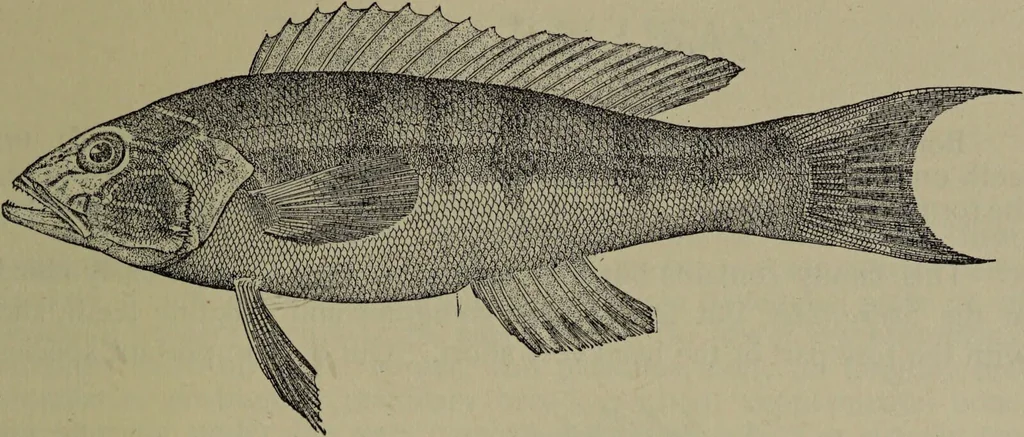 An illustration from American food and game fishes : A popular account of all the species found in America north of the equator / with keys for ready identification, life histories and methods of capture, by David Starr Jordan and Barton Warren Evermann, illustrated with colored plates and text drawings, and with photographs from life by A. Radclyffe Dugmore., 1902, leaf 543