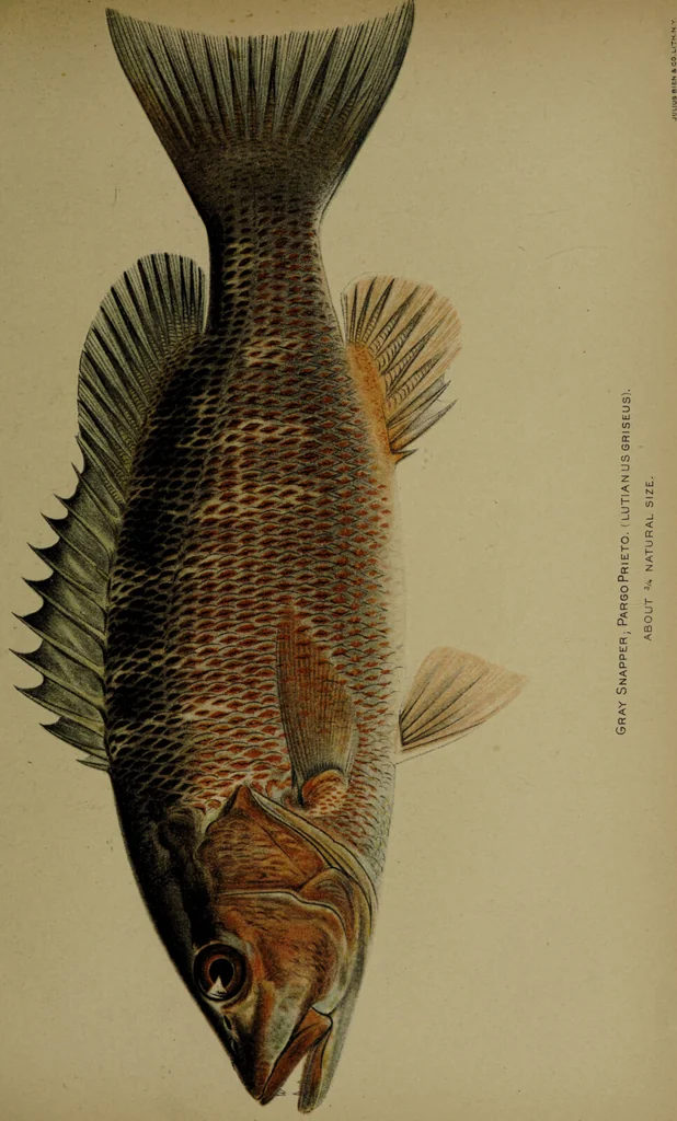 An illustration from American food and game fishes : A popular account of all the species found in America north of the equator / with keys for ready identification, life histories and methods of capture, by David Starr Jordan and Barton Warren Evermann, illustrated with colored plates and text drawings, and with photographs from life by A. Radclyffe Dugmore., 1902, leaf 551
