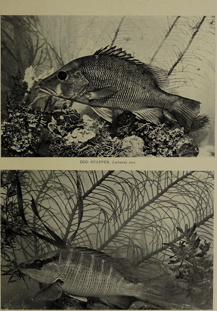 An illustration from American food and game fishes : A popular account of all the species found in America north of the equator / with keys for ready identification, life histories and methods of capture, by David Starr Jordan and Barton Warren Evermann, illustrated with colored plates and text drawings, and with photographs from life by A. Radclyffe Dugmore., 1902, leaf 555