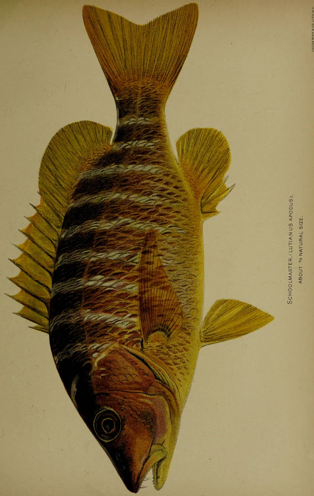 An illustration from American food and game fishes : A popular account of all the species found in America north of the equator / with keys for ready identification, life histories and methods of capture, by David Starr Jordan and Barton Warren Evermann, illustrated with colored plates and text drawings, and with photographs from life by A. Radclyffe Dugmore., 1902, leaf 559