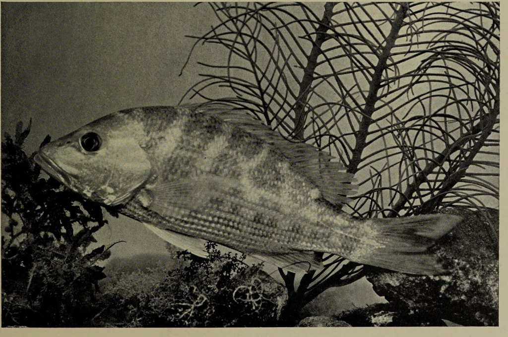 An illustration from American food and game fishes : A popular account of all the species found in America north of the equator / with keys for ready identification, life histories and methods of capture, by David Starr Jordan and Barton Warren Evermann, illustrated with colored plates and text drawings, and with photographs from life by A. Radclyffe Dugmore., 1902, leaf 563