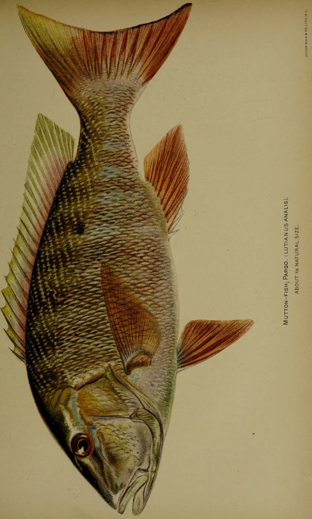An illustration from American food and game fishes : A popular account of all the species found in America north of the equator / with keys for ready identification, life histories and methods of capture, by David Starr Jordan and Barton Warren Evermann, illustrated with colored plates and text drawings, and with photographs from life by A. Radclyffe Dugmore., 1902, leaf 567