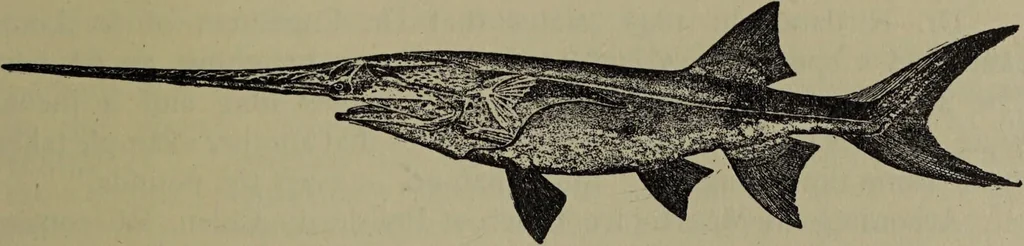 An illustration from American food and game fishes : A popular account of all the species found in America north of the equator / with keys for ready identification, life histories and methods of capture, by David Starr Jordan and Barton Warren Evermann, illustrated with colored plates and text drawings, and with photographs from life by A. Radclyffe Dugmore., 1902, leaf 57