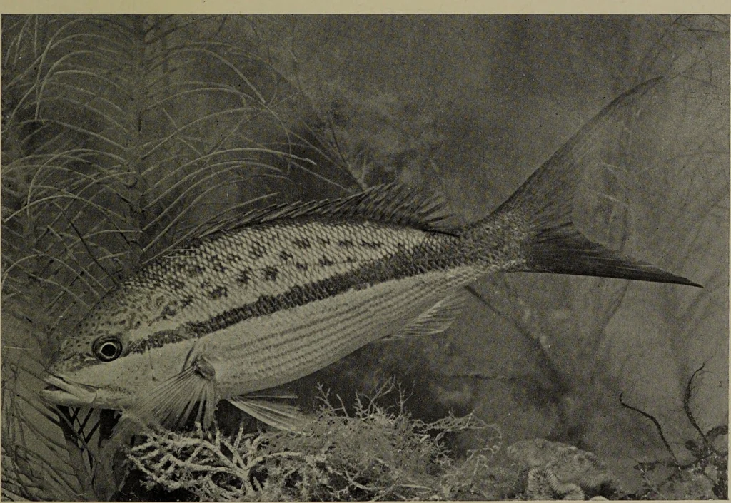 An illustration from American food and game fishes : A popular account of all the species found in America north of the equator / with keys for ready identification, life histories and methods of capture, by David Starr Jordan and Barton Warren Evermann, illustrated with colored plates and text drawings, and with photographs from life by A. Radclyffe Dugmore., 1902, leaf 571