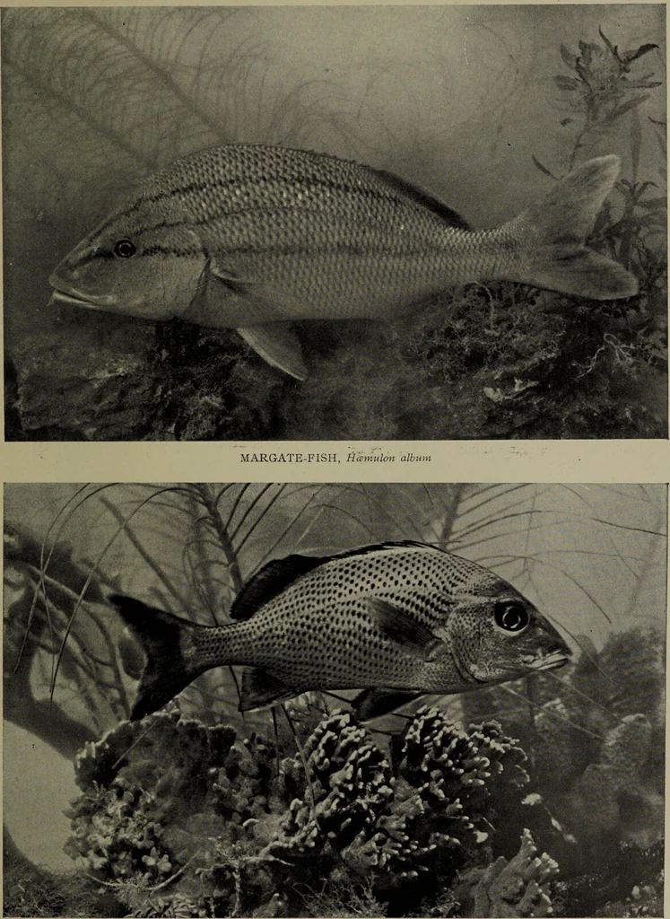 An illustration from American food and game fishes : A popular account of all the species found in America north of the equator / with keys for ready identification, life histories and methods of capture, by David Starr Jordan and Barton Warren Evermann, illustrated with colored plates and text drawings, and with photographs from life by A. Radclyffe Dugmore., 1902, leaf 579