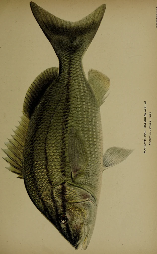 An illustration from American food and game fishes : A popular account of all the species found in America north of the equator / with keys for ready identification, life histories and methods of capture, by David Starr Jordan and Barton Warren Evermann, illustrated with colored plates and text drawings, and with photographs from life by A. Radclyffe Dugmore., 1902, leaf 583
