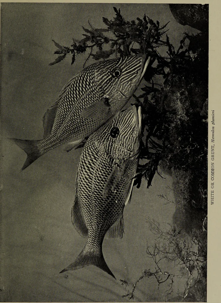 An illustration from American food and game fishes : A popular account of all the species found in America north of the equator / with keys for ready identification, life histories and methods of capture, by David Starr Jordan and Barton Warren Evermann, illustrated with colored plates and text drawings, and with photographs from life by A. Radclyffe Dugmore., 1902, leaf 587