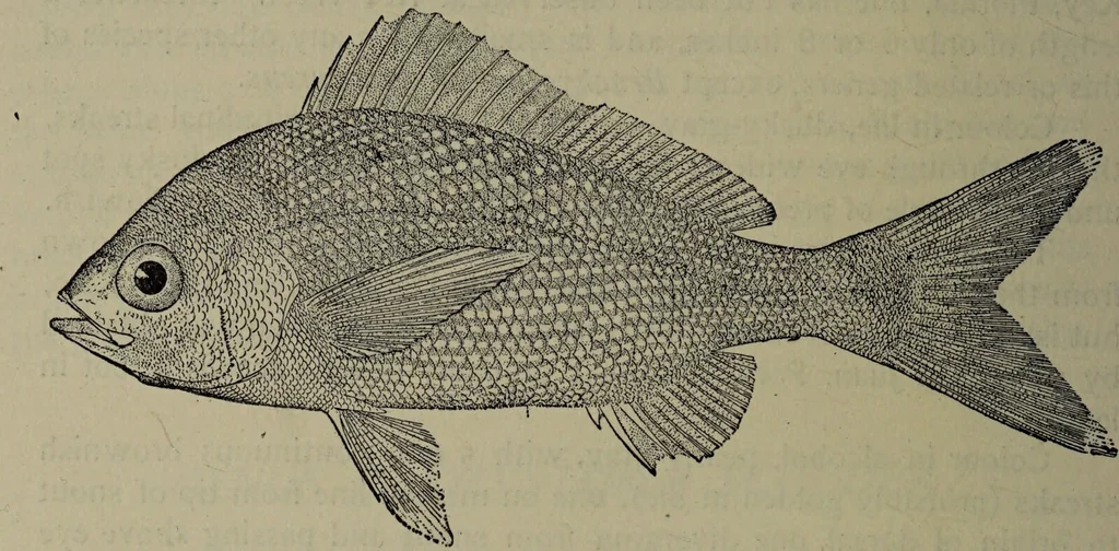 An illustration from American food and game fishes : A popular account of all the species found in America north of the equator / with keys for ready identification, life histories and methods of capture, by David Starr Jordan and Barton Warren Evermann, illustrated with colored plates and text drawings, and with photographs from life by A. Radclyffe Dugmore., 1902, leaf 592