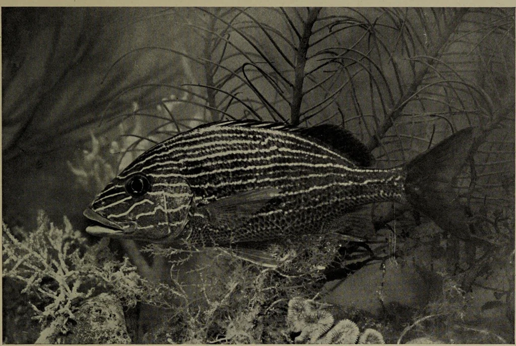 An illustration from American food and game fishes : A popular account of all the species found in America north of the equator / with keys for ready identification, life histories and methods of capture, by David Starr Jordan and Barton Warren Evermann, illustrated with colored plates and text drawings, and with photographs from life by A. Radclyffe Dugmore., 1902, leaf 593