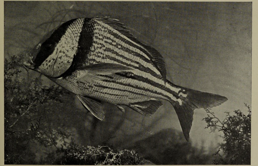 An illustration from American food and game fishes : A popular account of all the species found in America north of the equator / with keys for ready identification, life histories and methods of capture, by David Starr Jordan and Barton Warren Evermann, illustrated with colored plates and text drawings, and with photographs from life by A. Radclyffe Dugmore., 1902, leaf 593