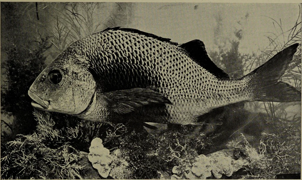 An illustration from American food and game fishes : A popular account of all the species found in America north of the equator / with keys for ready identification, life histories and methods of capture, by David Starr Jordan and Barton Warren Evermann, illustrated with colored plates and text drawings, and with photographs from life by A. Radclyffe Dugmore., 1902, leaf 597