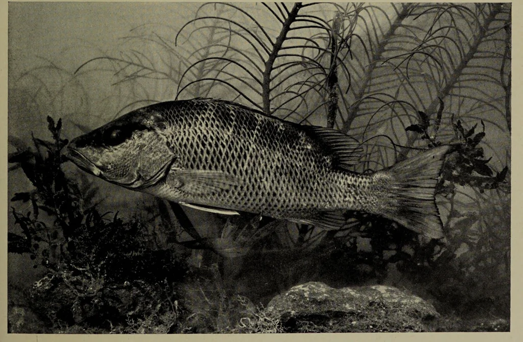An illustration from American food and game fishes : A popular account of all the species found in America north of the equator / with keys for ready identification, life histories and methods of capture, by David Starr Jordan and Barton Warren Evermann, illustrated with colored plates and text drawings, and with photographs from life by A. Radclyffe Dugmore., 1902, leaf 597