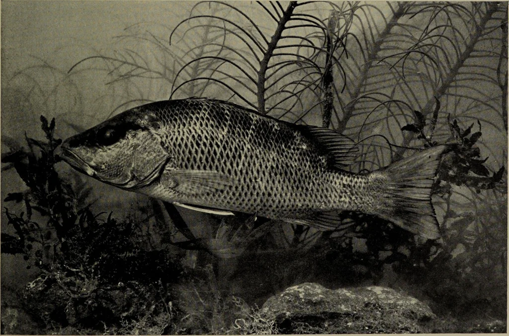 An illustration from American food and game fishes : A popular account of all the species found in America north of the equator / with keys for ready identification, life histories and methods of capture, by David Starr Jordan and Barton Warren Evermann, illustrated with colored plates and text drawings, and with photographs from life by A. Radclyffe Dugmore., 1902, leaf 597