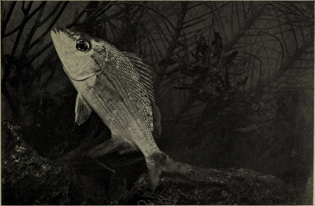 An illustration from American food and game fishes : A popular account of all the species found in America north of the equator / with keys for ready identification, life histories and methods of capture, by David Starr Jordan and Barton Warren Evermann, illustrated with colored plates and text drawings, and with photographs from life by A. Radclyffe Dugmore., 1902, leaf 601