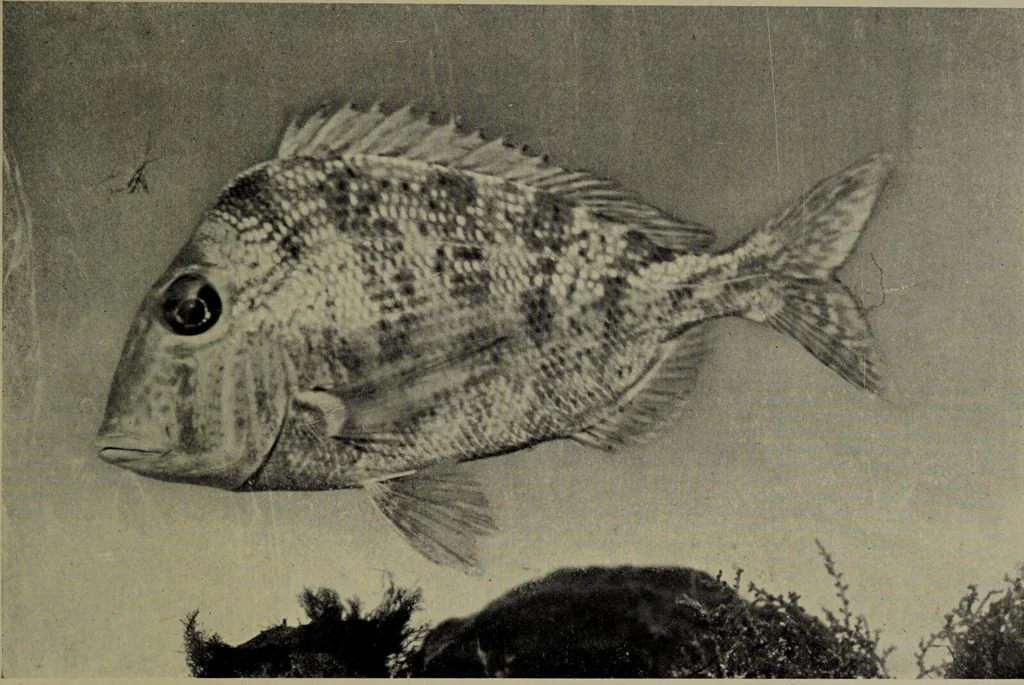 An illustration from American food and game fishes : A popular account of all the species found in America north of the equator / with keys for ready identification, life histories and methods of capture, by David Starr Jordan and Barton Warren Evermann, illustrated with colored plates and text drawings, and with photographs from life by A. Radclyffe Dugmore., 1902, leaf 605