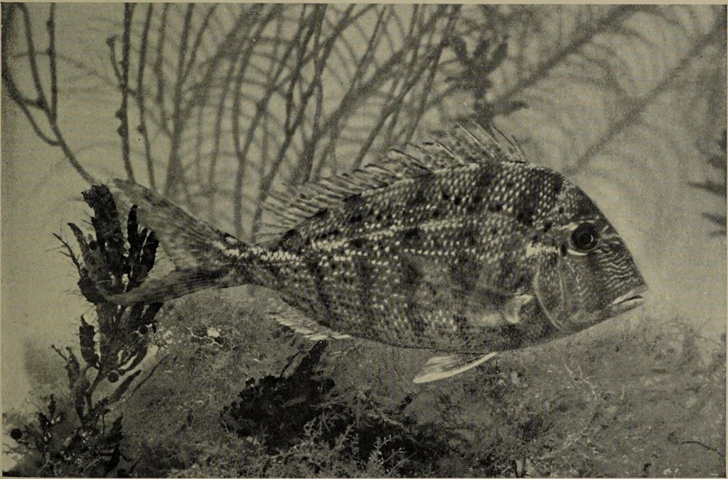 An illustration from American food and game fishes : A popular account of all the species found in America north of the equator / with keys for ready identification, life histories and methods of capture, by David Starr Jordan and Barton Warren Evermann, illustrated with colored plates and text drawings, and with photographs from life by A. Radclyffe Dugmore., 1902, leaf 605
