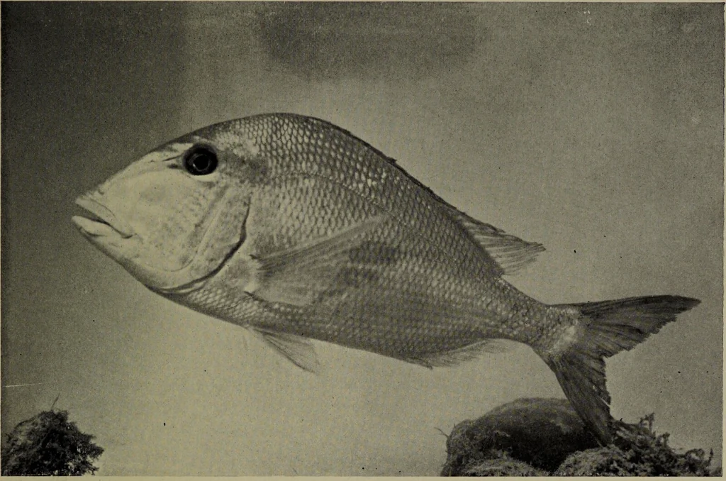 An illustration from American food and game fishes : A popular account of all the species found in America north of the equator / with keys for ready identification, life histories and methods of capture, by David Starr Jordan and Barton Warren Evermann, illustrated with colored plates and text drawings, and with photographs from life by A. Radclyffe Dugmore., 1902, leaf 609