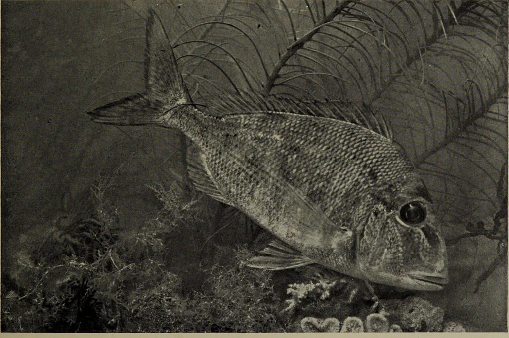 An illustration from American food and game fishes : A popular account of all the species found in America north of the equator / with keys for ready identification, life histories and methods of capture, by David Starr Jordan and Barton Warren Evermann, illustrated with colored plates and text drawings, and with photographs from life by A. Radclyffe Dugmore., 1902, leaf 609