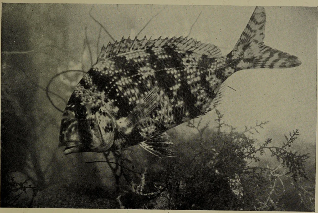 An illustration from American food and game fishes : A popular account of all the species found in America north of the equator / with keys for ready identification, life histories and methods of capture, by David Starr Jordan and Barton Warren Evermann, illustrated with colored plates and text drawings, and with photographs from life by A. Radclyffe Dugmore., 1902, leaf 613