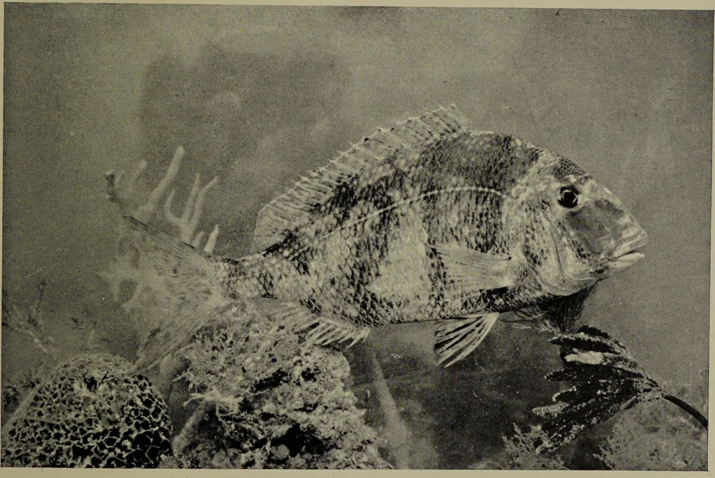 An illustration from American food and game fishes : A popular account of all the species found in America north of the equator / with keys for ready identification, life histories and methods of capture, by David Starr Jordan and Barton Warren Evermann, illustrated with colored plates and text drawings, and with photographs from life by A. Radclyffe Dugmore., 1902, leaf 613