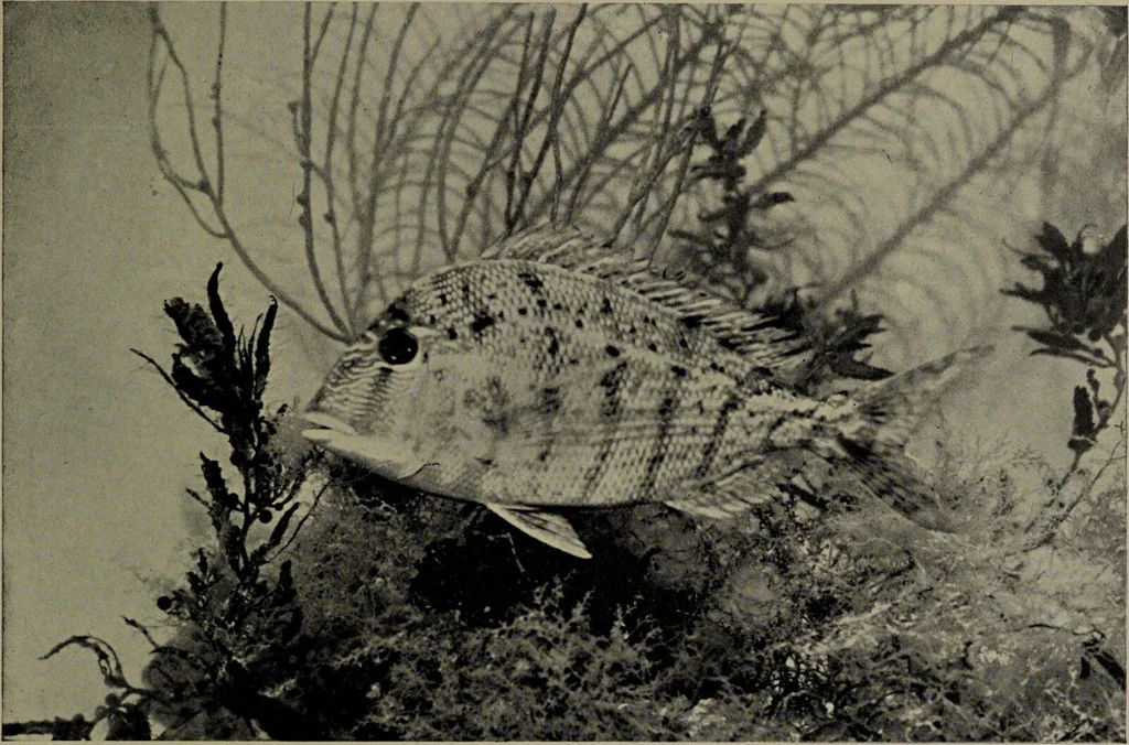 An illustration from American food and game fishes : A popular account of all the species found in America north of the equator / with keys for ready identification, life histories and methods of capture, by David Starr Jordan and Barton Warren Evermann, illustrated with colored plates and text drawings, and with photographs from life by A. Radclyffe Dugmore., 1902, leaf 617