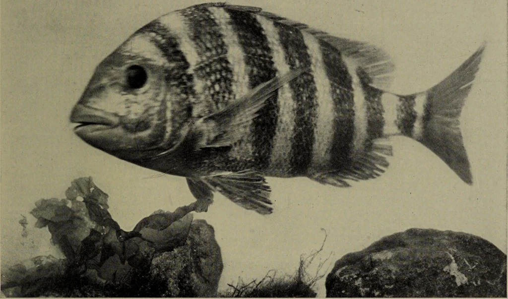 An illustration from American food and game fishes : A popular account of all the species found in America north of the equator / with keys for ready identification, life histories and methods of capture, by David Starr Jordan and Barton Warren Evermann, illustrated with colored plates and text drawings, and with photographs from life by A. Radclyffe Dugmore., 1902, leaf 621
