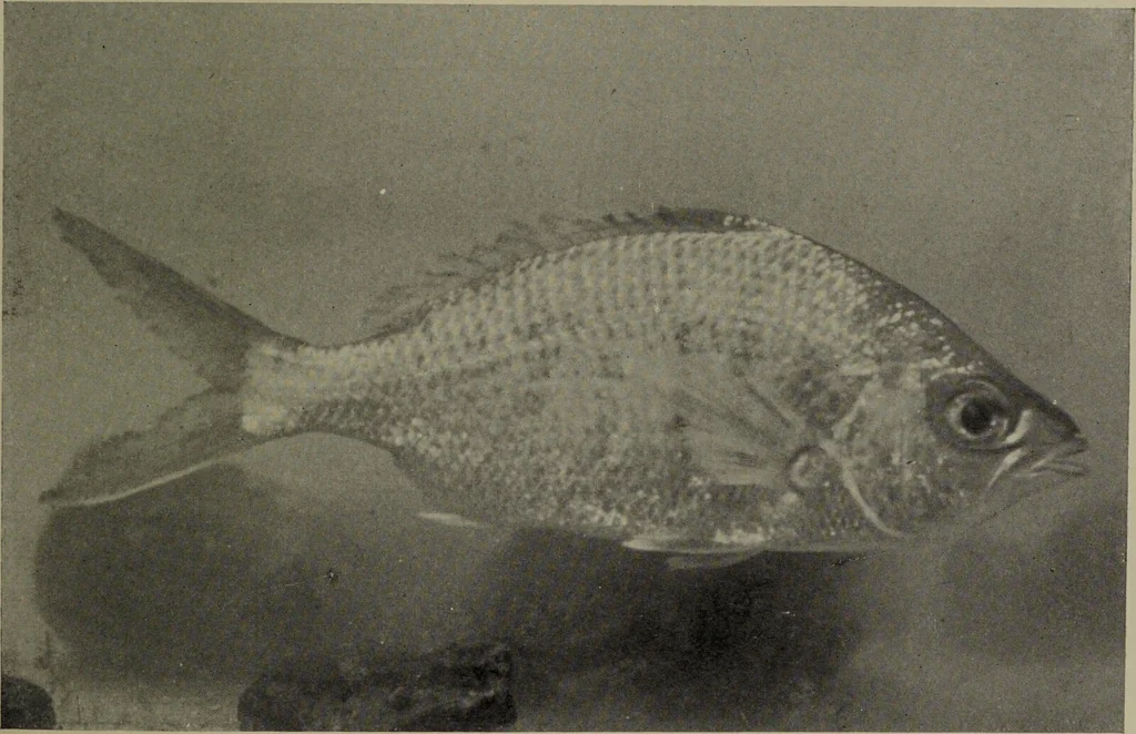 An illustration from American food and game fishes : A popular account of all the species found in America north of the equator / with keys for ready identification, life histories and methods of capture, by David Starr Jordan and Barton Warren Evermann, illustrated with colored plates and text drawings, and with photographs from life by A. Radclyffe Dugmore., 1902, leaf 625