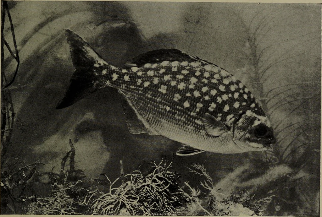 An illustration from American food and game fishes : A popular account of all the species found in America north of the equator / with keys for ready identification, life histories and methods of capture, by David Starr Jordan and Barton Warren Evermann, illustrated with colored plates and text drawings, and with photographs from life by A. Radclyffe Dugmore., 1902, leaf 633
