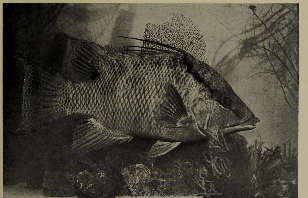 An illustration from American food and game fishes : A popular account of all the species found in America north of the equator / with keys for ready identification, life histories and methods of capture, by David Starr Jordan and Barton Warren Evermann, illustrated with colored plates and text drawings, and with photographs from life by A. Radclyffe Dugmore., 1902, leaf 633