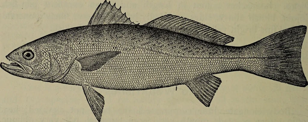 An illustration from American food and game fishes : A popular account of all the species found in America north of the equator / with keys for ready identification, life histories and methods of capture, by David Starr Jordan and Barton Warren Evermann, illustrated with colored plates and text drawings, and with photographs from life by A. Radclyffe Dugmore., 1902, leaf 638