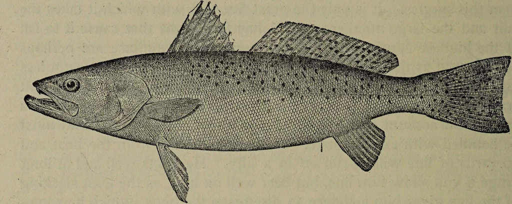 An illustration from American food and game fishes : A popular account of all the species found in America north of the equator / with keys for ready identification, life histories and methods of capture, by David Starr Jordan and Barton Warren Evermann, illustrated with colored plates and text drawings, and with photographs from life by A. Radclyffe Dugmore., 1902, leaf 640