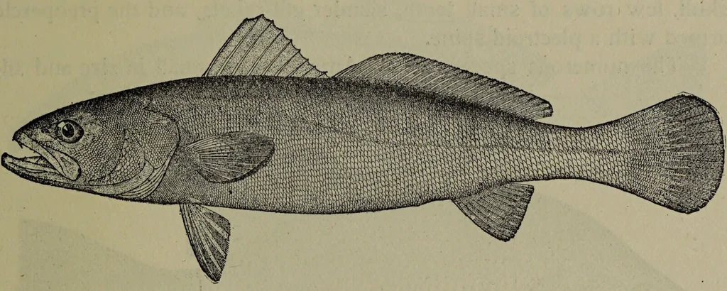 An illustration from American food and game fishes : A popular account of all the species found in America north of the equator / with keys for ready identification, life histories and methods of capture, by David Starr Jordan and Barton Warren Evermann, illustrated with colored plates and text drawings, and with photographs from life by A. Radclyffe Dugmore., 1902, leaf 641