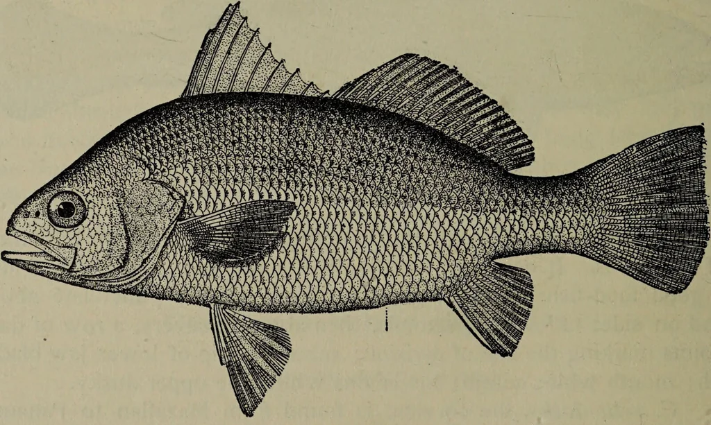 An illustration from American food and game fishes : A popular account of all the species found in America north of the equator / with keys for ready identification, life histories and methods of capture, by David Starr Jordan and Barton Warren Evermann, illustrated with colored plates and text drawings, and with photographs from life by A. Radclyffe Dugmore., 1902, leaf 642