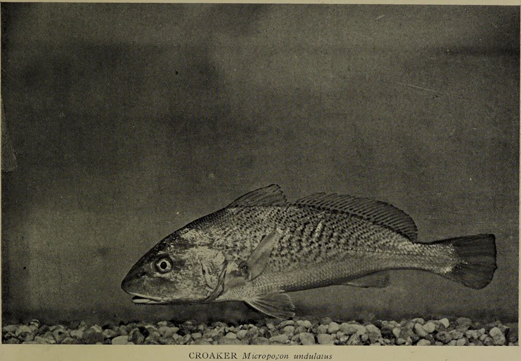 An illustration from American food and game fishes : A popular account of all the species found in America north of the equator / with keys for ready identification, life histories and methods of capture, by David Starr Jordan and Barton Warren Evermann, illustrated with colored plates and text drawings, and with photographs from life by A. Radclyffe Dugmore., 1902, leaf 645
