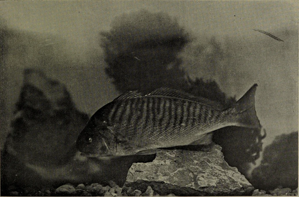 An illustration from American food and game fishes : A popular account of all the species found in America north of the equator / with keys for ready identification, life histories and methods of capture, by David Starr Jordan and Barton Warren Evermann, illustrated with colored plates and text drawings, and with photographs from life by A. Radclyffe Dugmore., 1902, leaf 645