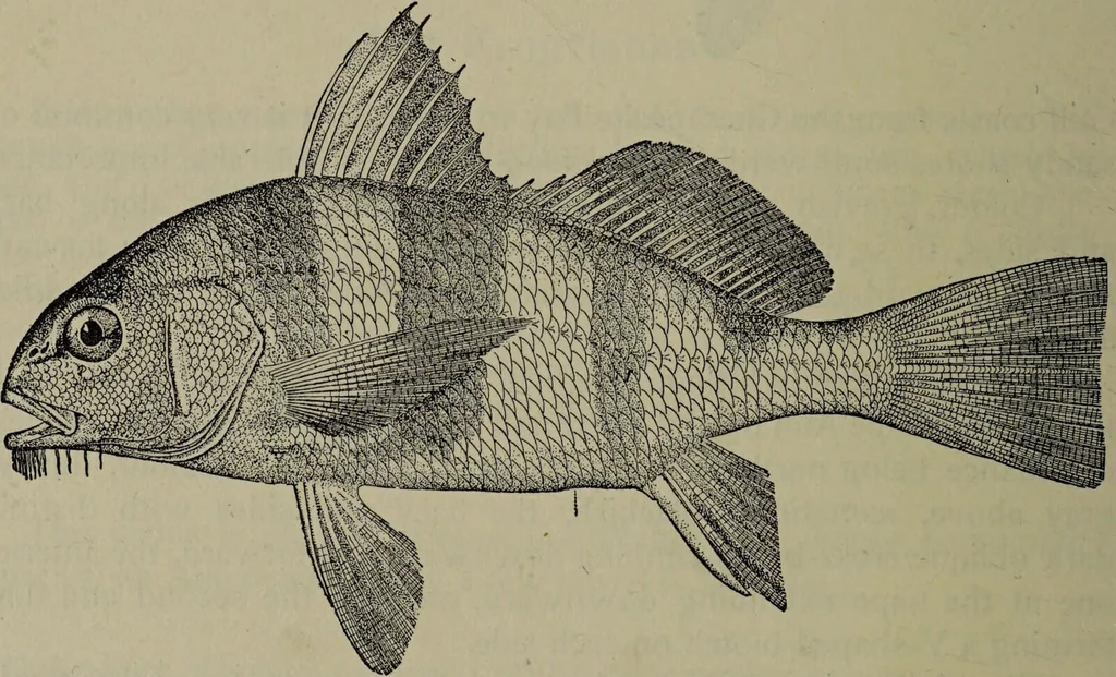 An illustration from American food and game fishes : A popular account of all the species found in America north of the equator / with keys for ready identification, life histories and methods of capture, by David Starr Jordan and Barton Warren Evermann, illustrated with colored plates and text drawings, and with photographs from life by A. Radclyffe Dugmore., 1902, leaf 650