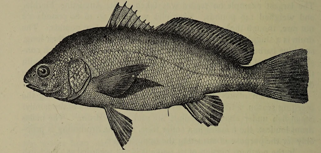 An illustration from American food and game fishes : A popular account of all the species found in America north of the equator / with keys for ready identification, life histories and methods of capture, by David Starr Jordan and Barton Warren Evermann, illustrated with colored plates and text drawings, and with photographs from life by A. Radclyffe Dugmore., 1902, leaf 652