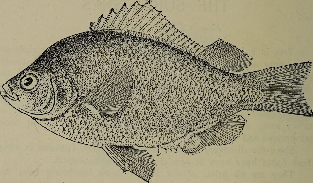 An illustration from American food and game fishes : A popular account of all the species found in America north of the equator / with keys for ready identification, life histories and methods of capture, by David Starr Jordan and Barton Warren Evermann, illustrated with colored plates and text drawings, and with photographs from life by A. Radclyffe Dugmore., 1902, leaf 654