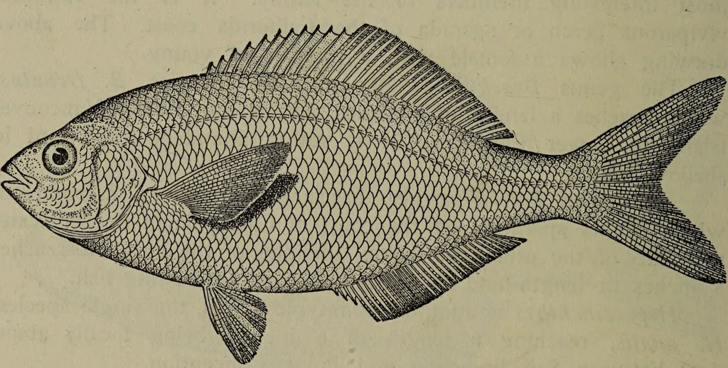 An illustration from American food and game fishes : A popular account of all the species found in America north of the equator / with keys for ready identification, life histories and methods of capture, by David Starr Jordan and Barton Warren Evermann, illustrated with colored plates and text drawings, and with photographs from life by A. Radclyffe Dugmore., 1902, leaf 656