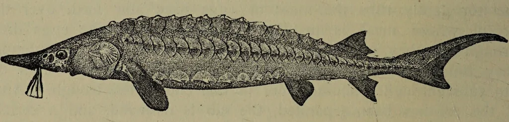 An illustration from American food and game fishes : A popular account of all the species found in America north of the equator / with keys for ready identification, life histories and methods of capture, by David Starr Jordan and Barton Warren Evermann, illustrated with colored plates and text drawings, and with photographs from life by A. Radclyffe Dugmore., 1902, leaf 66