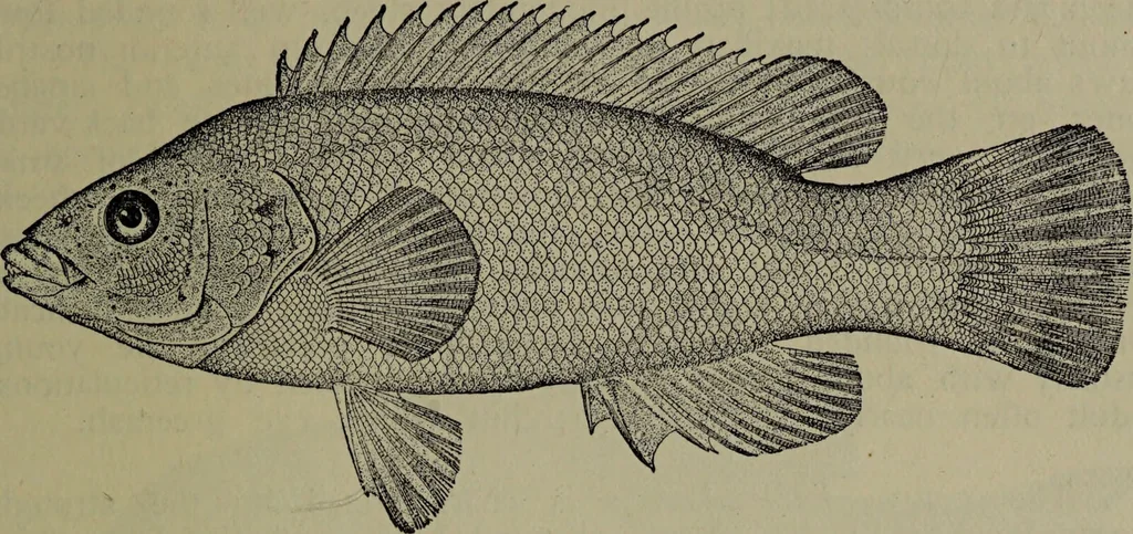 An illustration from American food and game fishes : A popular account of all the species found in America north of the equator / with keys for ready identification, life histories and methods of capture, by David Starr Jordan and Barton Warren Evermann, illustrated with colored plates and text drawings, and with photographs from life by A. Radclyffe Dugmore., 1902, leaf 661