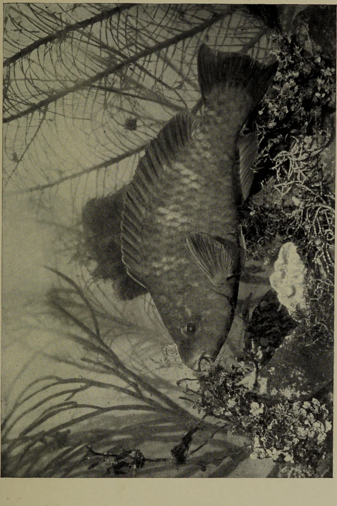 An illustration from American food and game fishes : A popular account of all the species found in America north of the equator / with keys for ready identification, life histories and methods of capture, by David Starr Jordan and Barton Warren Evermann, illustrated with colored plates and text drawings, and with photographs from life by A. Radclyffe Dugmore., 1902, leaf 665