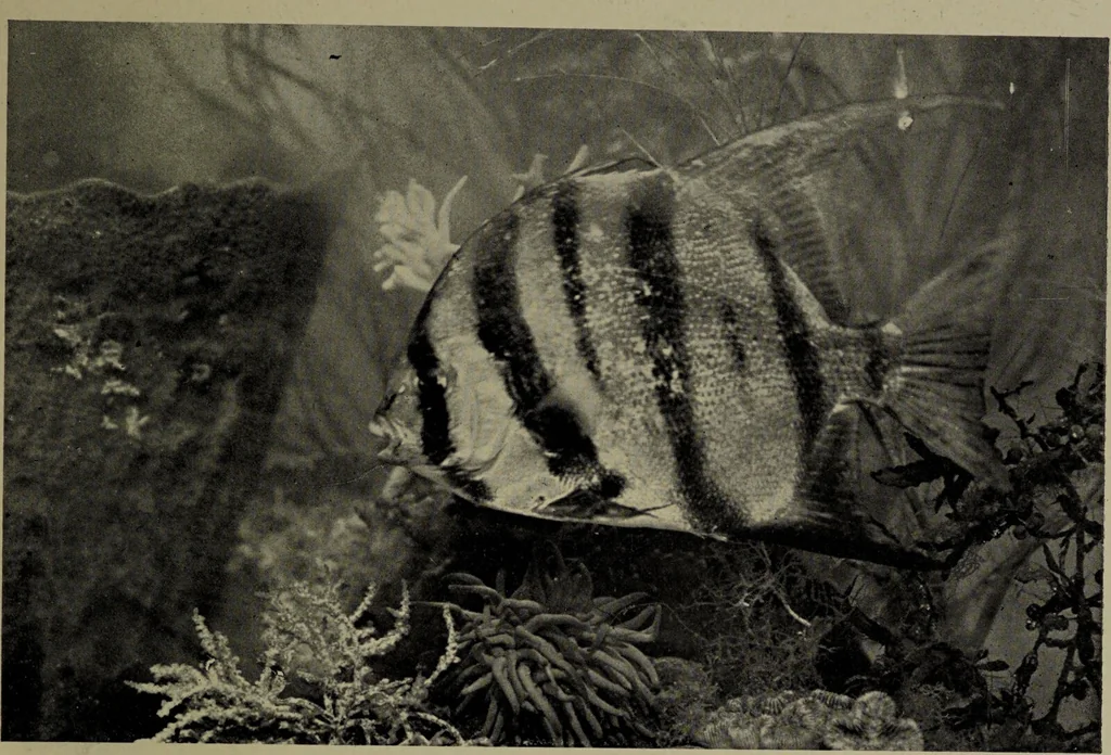 An illustration from American food and game fishes : A popular account of all the species found in America north of the equator / with keys for ready identification, life histories and methods of capture, by David Starr Jordan and Barton Warren Evermann, illustrated with colored plates and text drawings, and with photographs from life by A. Radclyffe Dugmore., 1902, leaf 669