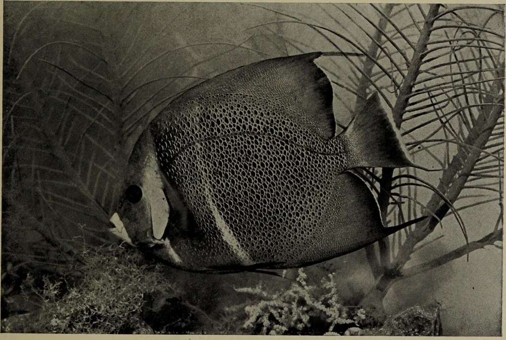 An illustration from American food and game fishes : A popular account of all the species found in America north of the equator / with keys for ready identification, life histories and methods of capture, by David Starr Jordan and Barton Warren Evermann, illustrated with colored plates and text drawings, and with photographs from life by A. Radclyffe Dugmore., 1902, leaf 669