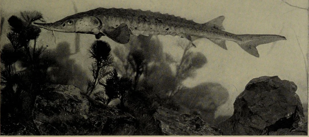 An illustration from American food and game fishes : A popular account of all the species found in America north of the equator / with keys for ready identification, life histories and methods of capture, by David Starr Jordan and Barton Warren Evermann, illustrated with colored plates and text drawings, and with photographs from life by A. Radclyffe Dugmore., 1902, leaf 67