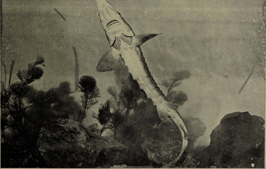 An illustration from American food and game fishes : A popular account of all the species found in America north of the equator / with keys for ready identification, life histories and methods of capture, by David Starr Jordan and Barton Warren Evermann, illustrated with colored plates and text drawings, and with photographs from life by A. Radclyffe Dugmore., 1902, leaf 67