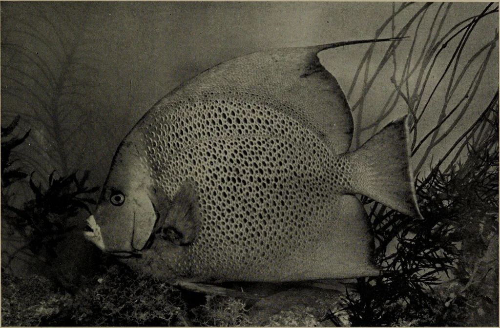 An illustration from American food and game fishes : A popular account of all the species found in America north of the equator / with keys for ready identification, life histories and methods of capture, by David Starr Jordan and Barton Warren Evermann, illustrated with colored plates and text drawings, and with photographs from life by A. Radclyffe Dugmore., 1902, leaf 673