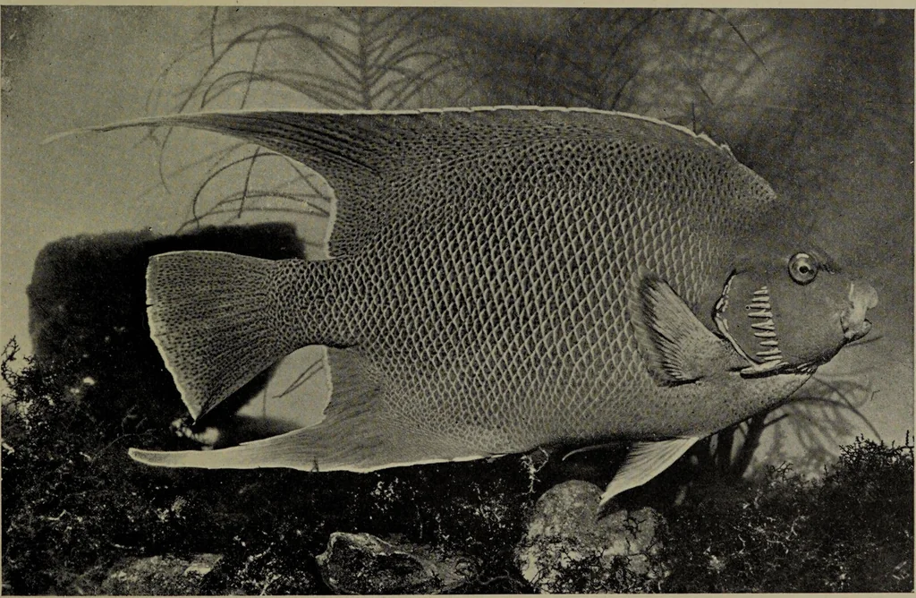 An illustration from American food and game fishes : A popular account of all the species found in America north of the equator / with keys for ready identification, life histories and methods of capture, by David Starr Jordan and Barton Warren Evermann, illustrated with colored plates and text drawings, and with photographs from life by A. Radclyffe Dugmore., 1902, leaf 673